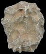 Polished Fossil Coral Head - Morocco #60032-1